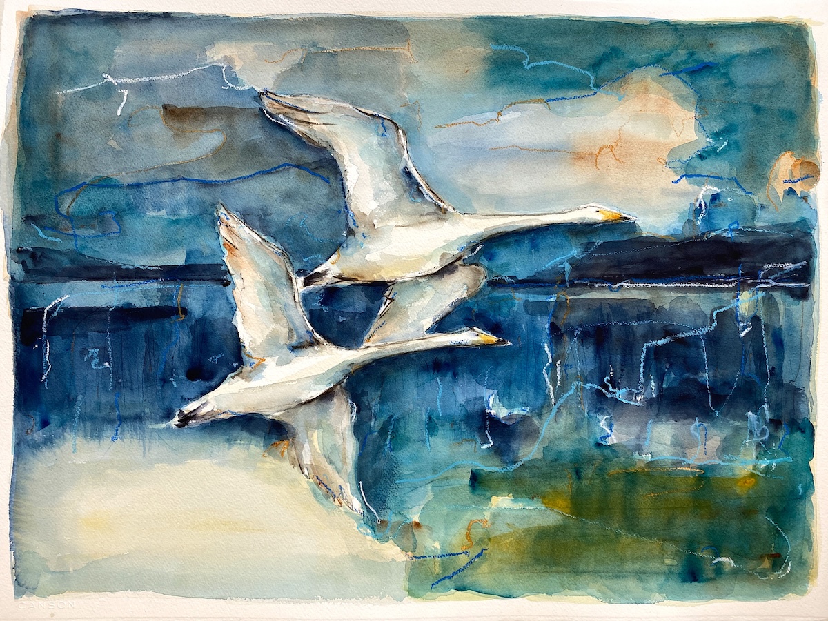 “Sangsvaner par“. Akvarel/grafit - Watercolour/graphite. 65 x 83 cm.